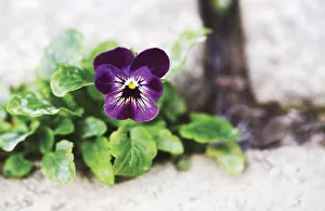 Bilder Datiert 2010: Violas Rubin Rot Violas Violett Subject