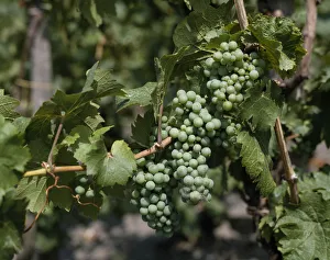 Vitis Vinifera Images Drucke: vitis vinifera, grapevine