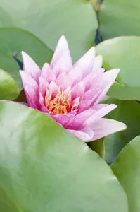 Water Lily Photos Drucke: water lilly