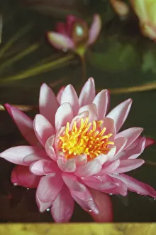 Nymphaea Plant Drucke: Water lily, Nymphaea