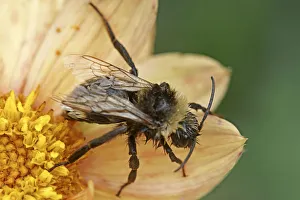 Autumn Flowers Drucke: Wet Bee