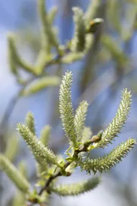 Weide, Salix