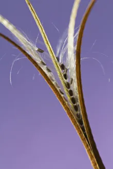 Weichselgras, breites Weichselfarn Epilobium montanum
