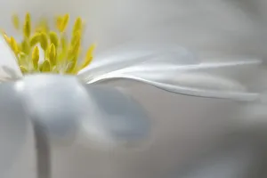 Weißer Winterwindblume Weiße Pracht, Weißes Schmetterlingskraut Blanadensprünge Weiße Pracht