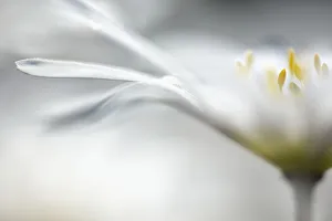 Weißer Winterwindblume Weiße Pracht Blanen Weißer Winterwindblume Blanda Weiße Pracht