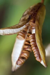 Yellow Flag Iris Drucke: Yellow flag iris, Iris pseudacorus, Brown seed pod spliting open to reveal disc shaped
