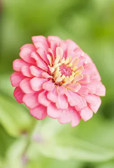 zinnia