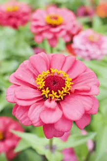 zinnia