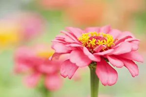 zinnia