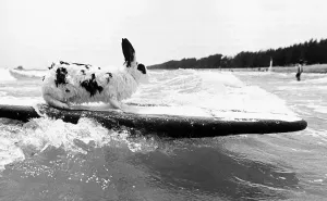 00003 Drucke: Hazelt die Surfbretterkanin, 1981