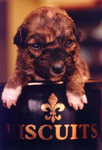 00005 Drucke: Die Hunde (Kaninchen)