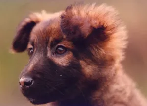 00005 Drucke: Windhund der Mischlingspuppe