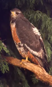 00005 Drucke: Ein Buschier (Jackalschlange) ist ein Vogel von Raubtierart