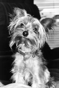 00006 Drucke: Ein Yorkshiredog