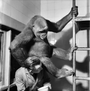 00011 Drucke: Der Gorilla wird vom Zookeeper im Stall untersucht. Juli 1952 C5487-002