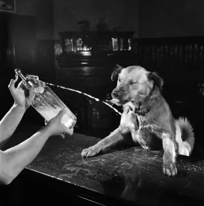 00019 Drucke: Ich habe keinen Alkoholproblem ! Herr John Norman