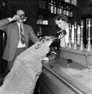 00020 Drucke: Petr der Schaf trinkt Bier,September 1952C4586