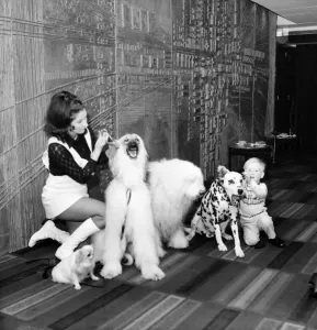 00031 Drucke: Hunde-Stars des Films und Fernsehens. Gloria North aus Datchet, Bucks.