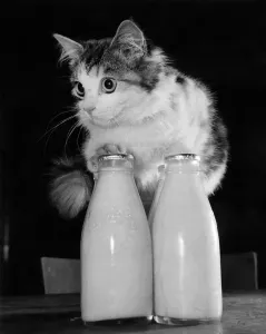 00034 Drucke: Es ist alles sehr gut, ein frisches junger Kater von fünf Monaten zu sein.