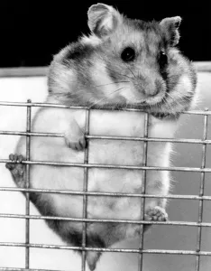 Classic Pet Photography Drucke: Hamster. May 1977 P011784