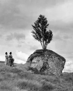 00038 Drucke: Bäume wachsen aus einem Felsen im Pass von Glencoe, Argyll, Westschottland