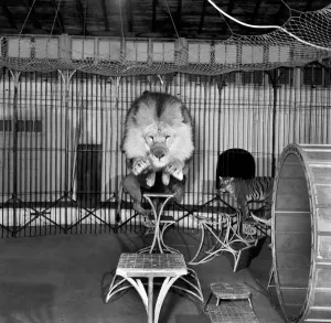 00041 Drucke: Der Zirkuskönig springt vom Tisch in seinem Käfig hoch, Dezember 1953 D7319-001