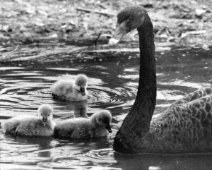 00047 Drucke: Ein schwarzer Schwan mit ihren Cygnetschwänzchen.