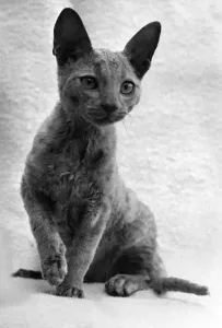 00064 Drucke: Annelida Lola'blue Cornish Rex Kat von 3