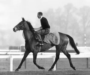 00099 Drucke: Pat Taffe auf Arkle, März 1966