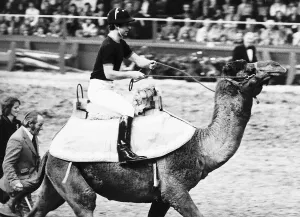 Königswürde mit Tieren König Karl Rides ein Kamel in London