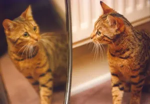 00180 Drucke: Dieses Katze scheint schockiert zu sein vor seinem Spiegelbild
