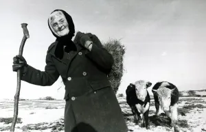 Drucke von Hanna Hauxwell fotografiert auf ihrem Landgut im Wald von Balderdale, Grafschaft County Durham mit ihren Rindern nach schweren Schneefällen in den Bergen Februar 1979. Foto: Mirrorpix Spiegel-Archiv Drucke: Hanna Hauxwell ist auf ihrem Landgut im Wald von Baldersdale