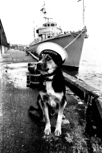 Drucke von Sippers der mongrel-Mascottendogge des HMS Soberton, gezeigt am Fish Quay, North Shields an der River Tyne Spiegel-Archiv Drucke: Der Sipper ist der Hund des Mongrol-Mascottens von HMS Soberton und wurde in Abbildung am Fischmarkt gezeigt