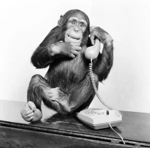 Vintage Animal Photos Drucke: Chimpanzees named Jambo and William, 4 year old chimps, at Twycross Zoo in Leicestershire