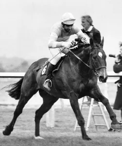 Grittar geritten von Dick Saunders auf der Rennbahn zu Aintree, um den Sieg im Jahr 1982 zu erringen