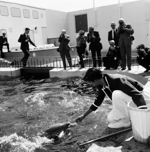 Die Delphine im Marineland von Morecambe waren heute zu sehen und arbeiteten mit ihren