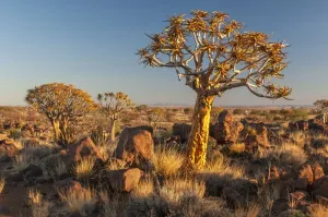 Africa
