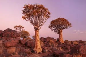 Africa