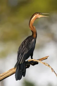 Anhinga