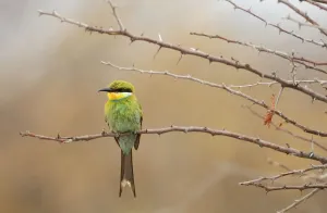 Birding