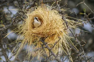 Birding