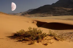 Desert