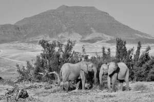 Kunene Region Desert Landscapes Drucke: Desert Elephant