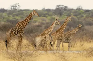 Giraffe