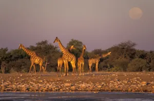 Giraffes