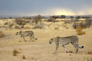 Namibia