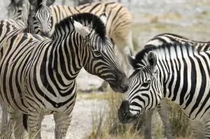 Namibia