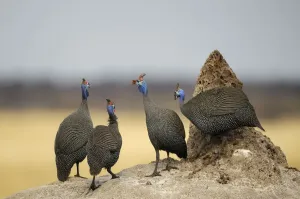 Namibia