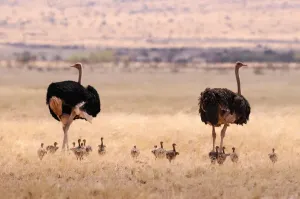 Namibia
