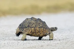 Gerahmter Druck : Tortoise. Afrikanischer Schieferkä fer (Geochelone sulcata)